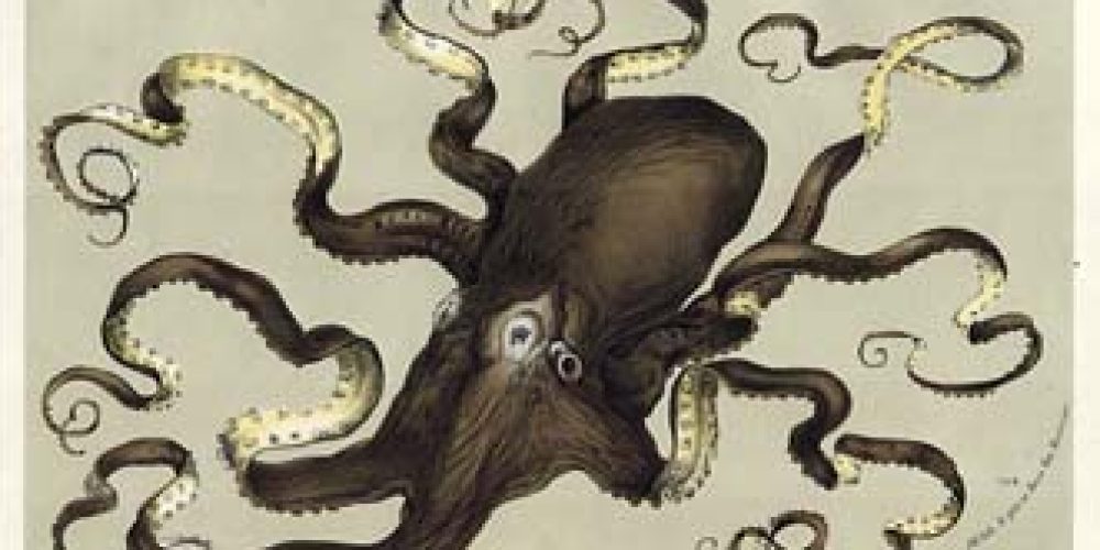 van_houtte_octopus